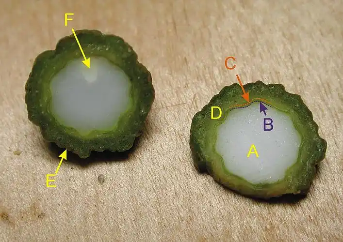 "f" 即是 胚的所在位置 a 胚乳 b种皮 c内果皮 d中果皮 e 外果皮 f 胚