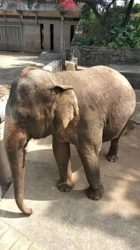 深圳野生动物园一日游