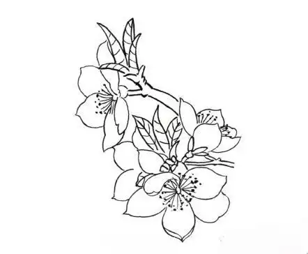 杏花白描教程,赶紧收藏起来!