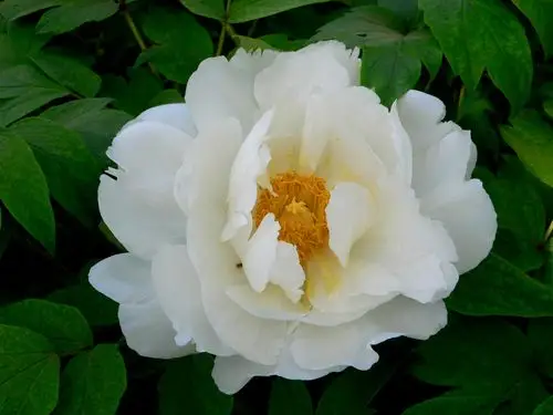 这个才是白牡丹