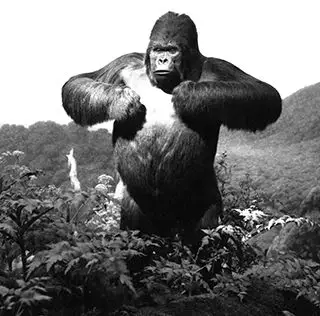 studying gorilla ‘speech’ 科学家揭秘大猩猩捶胸原因.