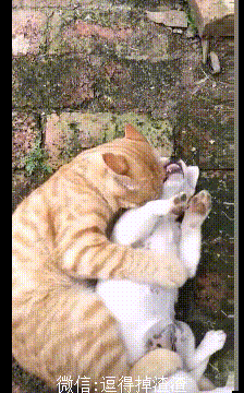 原创搞笑gif段子小时候有次去找发小玩刚好遇见她跟她弟打架