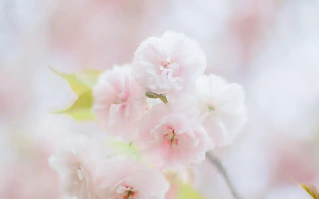 春季樱花唯美高清电脑桌面壁纸图片