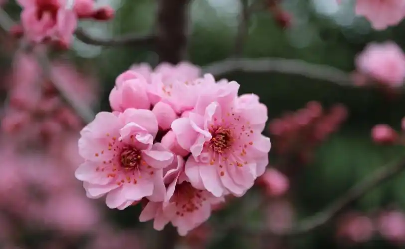 小清新唯美的美人梅