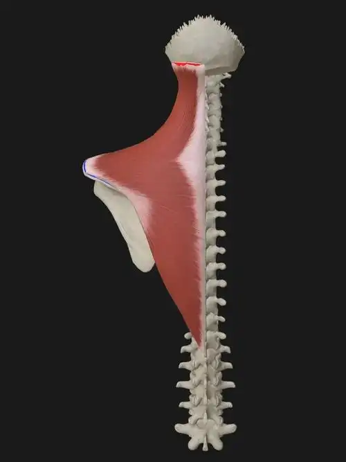 关于斜方肌最全的介绍都在这里了!