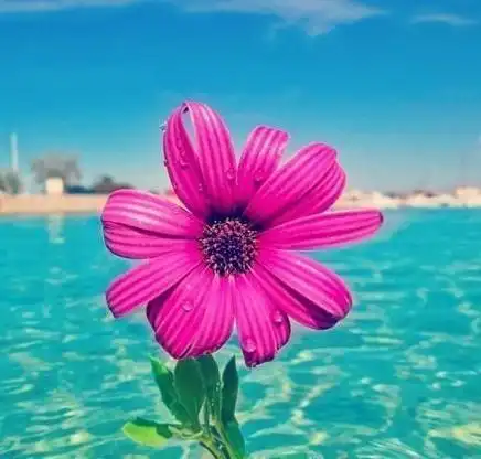 蓝色大海上的花朵唯美意境图片分享