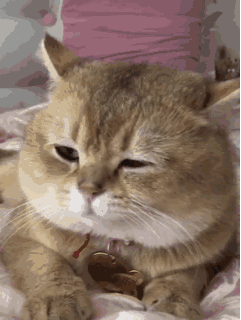 可爱猫咪gif表情包