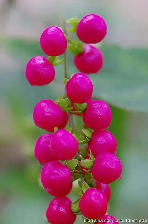 600_905竖版 竖屏