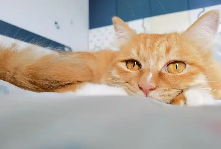 p40pro照片直出～真美 - 华为p40系列分享交流 花粉俱乐部