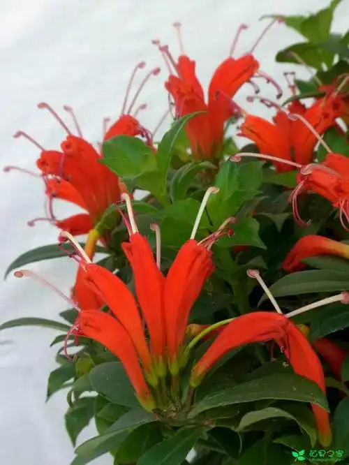 各种属相的幸运花(各种属相的幸运花图片)