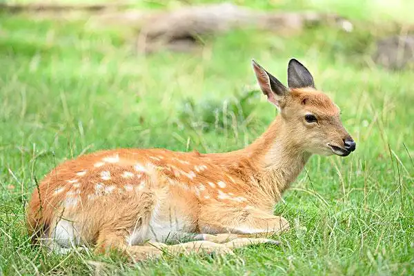 梅花鹿图片图片