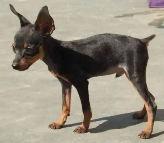 虽然外形有点像杜宾犬小型犬类,但与其没有遗传上的任何关系,因形态似