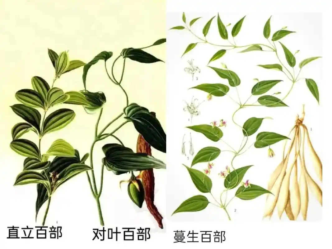 为百部科植 - 抖音