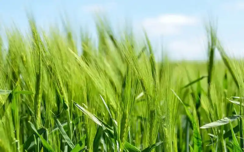 绿色护眼麦田风景高清图片桌面壁纸