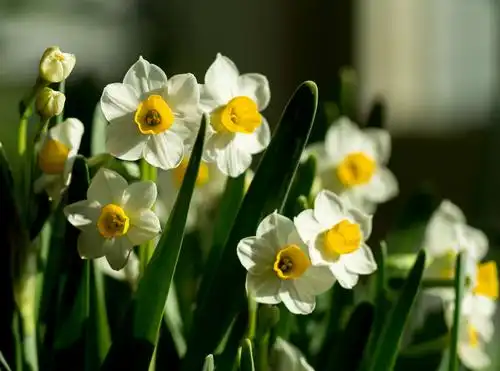 金盏银台～～水仙花