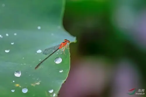 荷叶田田 蜻蜓点点 露珠闪闪