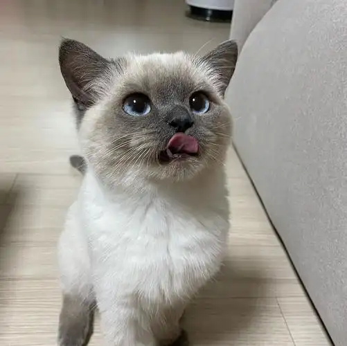 一个重点色英短的猫猫头像