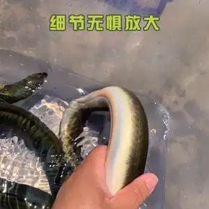 河鳗江鳗鱼白鳝纯天然淡水鳗鱼鲜活体包邮