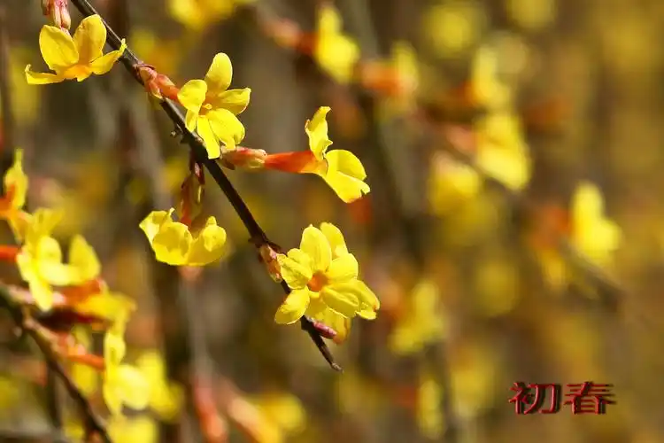 初春