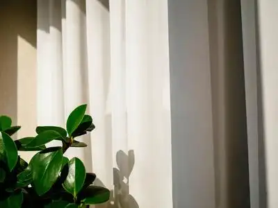 在阳光下的窗帘后面的花盆里的绿色植物照片