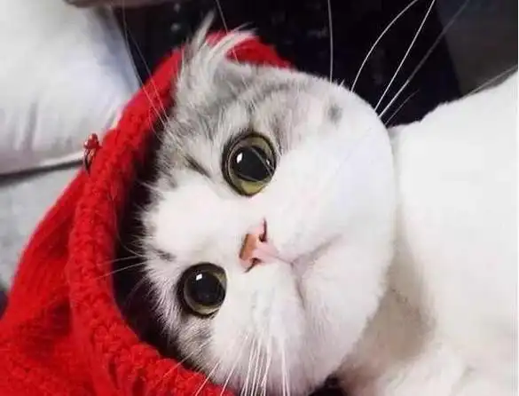 你家的猫主子会卖萌吗?看看人家的猫怎么都这么萌?