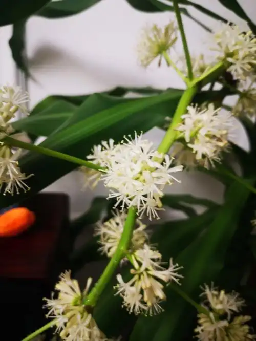 家里巴西木开花了香气扑鼻