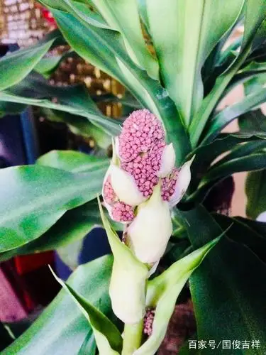 罕见!巴西木开花了,花期长达一个月,全程欣赏花开花落精彩瞬间