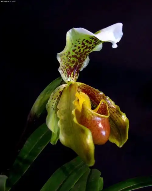 带叶兜兰花图片带叶兜兰图片带叶兜兰植物图片