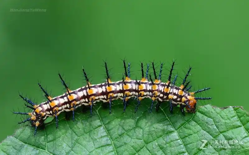 苎麻珍蝶幼虫