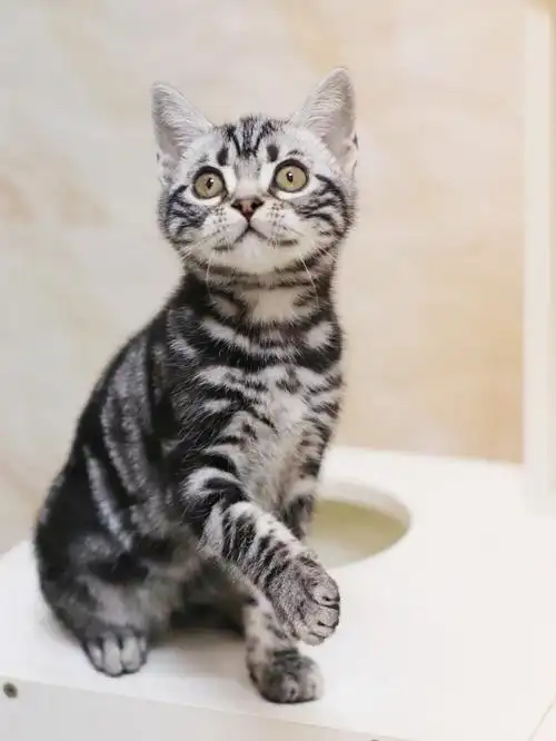 美短  #美短虎斑  #美短标斑  #小奶猫找家长