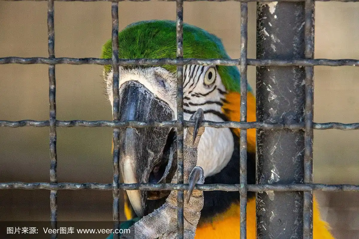 被困在里约热内卢的笼子里的蓝色金刚鹦鹉