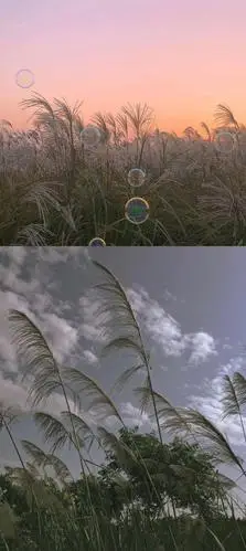 抖音网红壁纸看看有你喜欢的吗