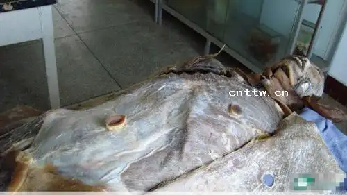 恐怖!医学院真人解剖