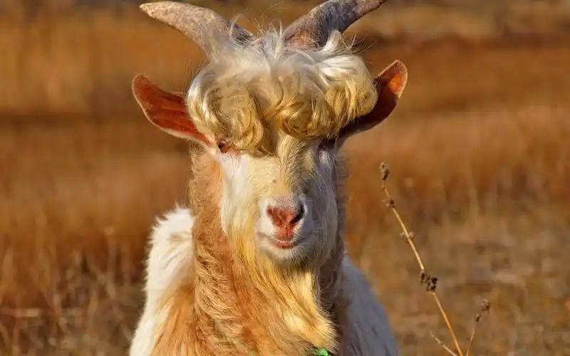 壁纸 山羊,发型,角 2560x1600 hd 高清壁纸, 图片, 照片