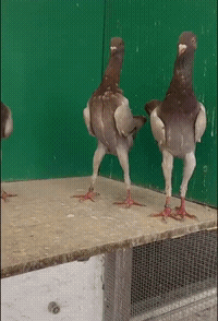 搞笑gif合搞笑动图gif合集88期:看一次笑一次,爆笑每一天!_大爷