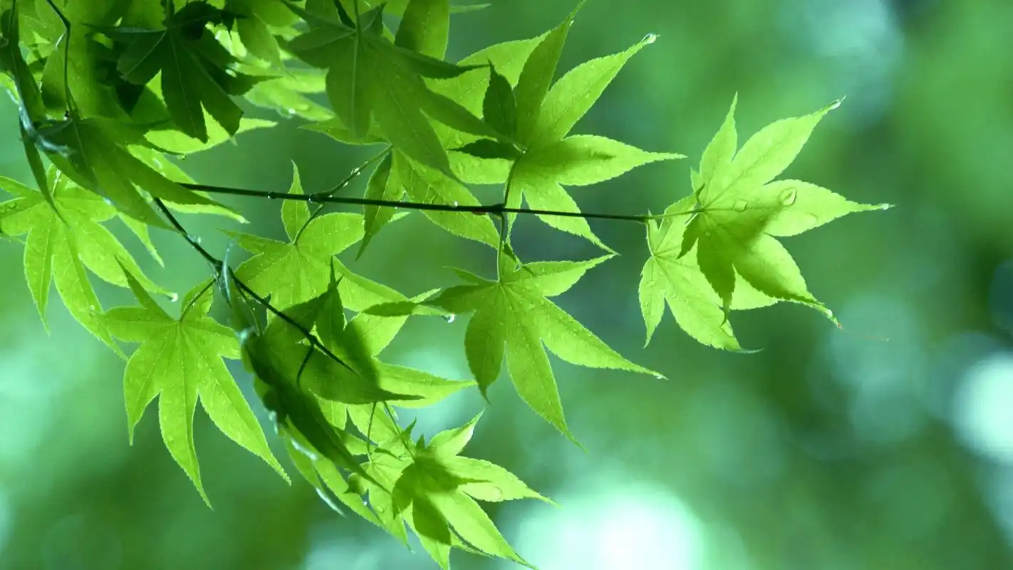 精选小清新绿色嫩叶高清电脑桌面壁纸