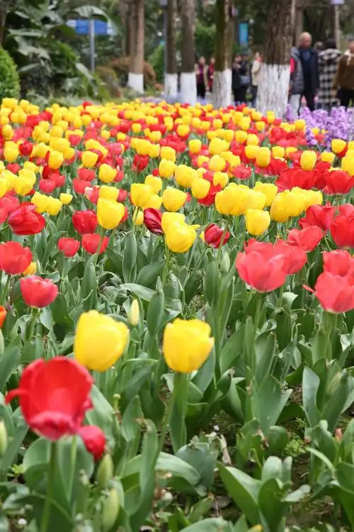 期待成都市第60届花展明日开幕