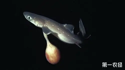 (刚刚出生的小鲨鱼)