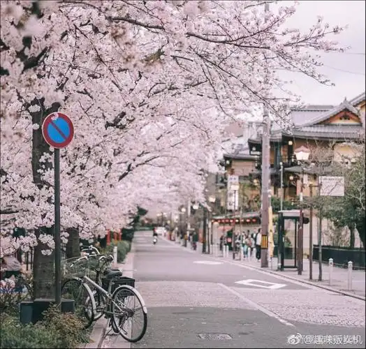 日本樱花为什么看起来那么美