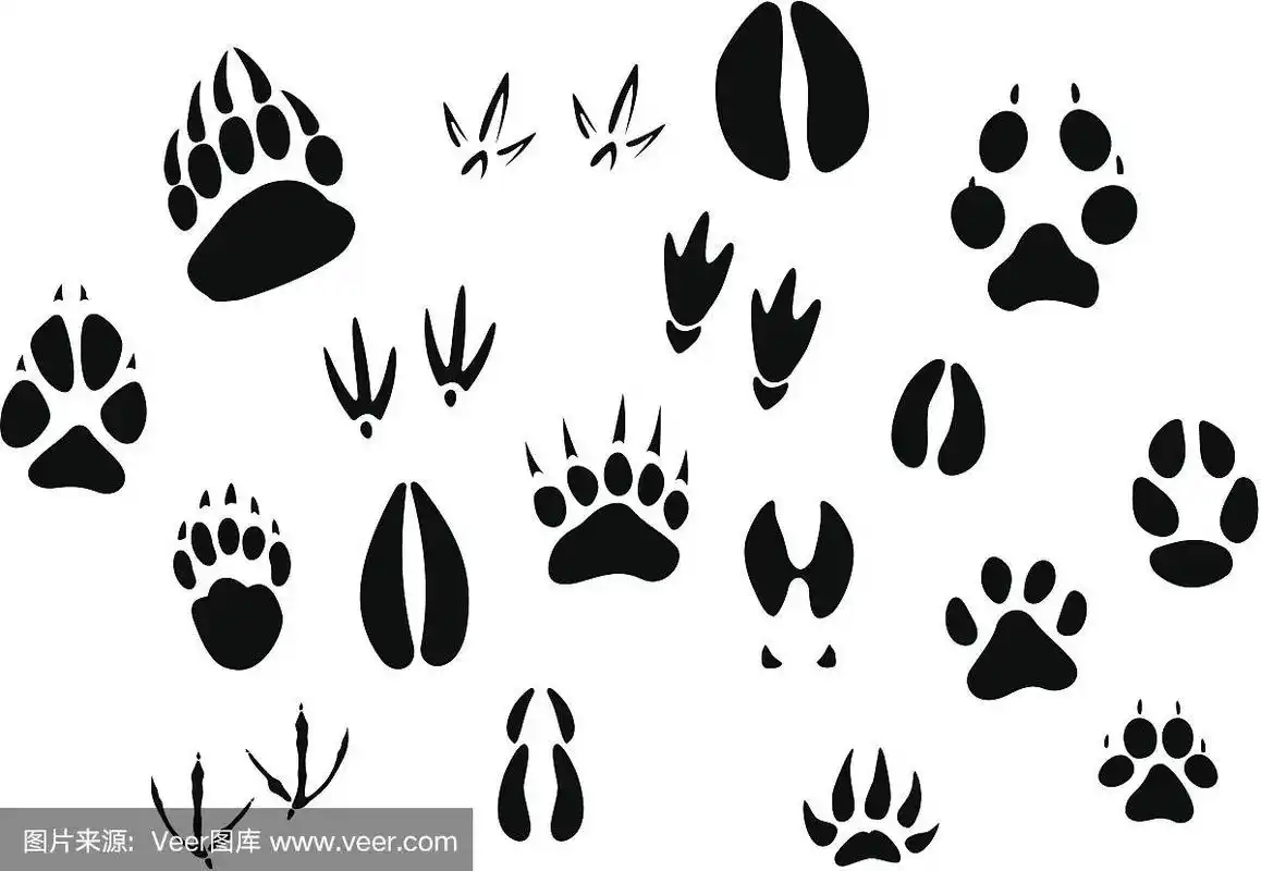 动物的脚印轮廓