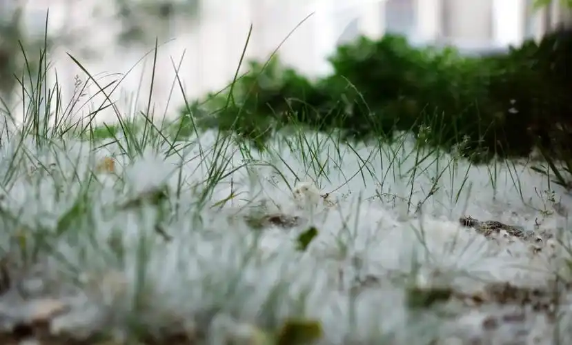 今年合肥为什么没看到柳絮纷飞