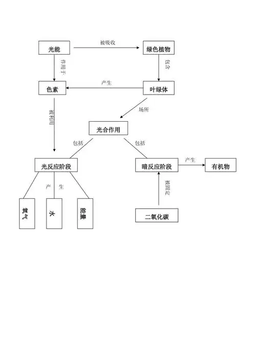 光合作用思维导图