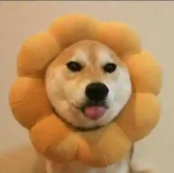 搞笑头像大全可爱小狗