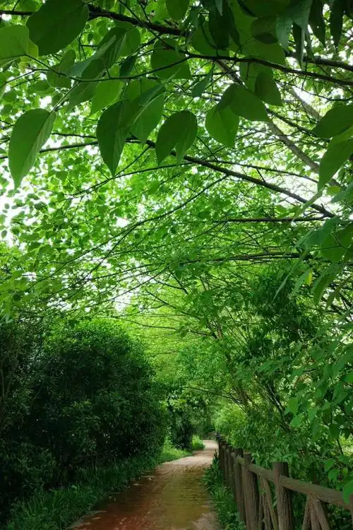 浓夏时光.醉心清宁