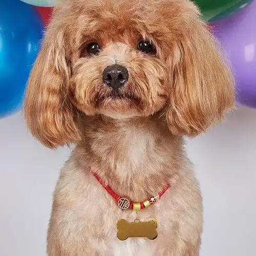 新品宠物项圈狗狗防走丢围脖猫咪刻字中国风项圈猫猫用品