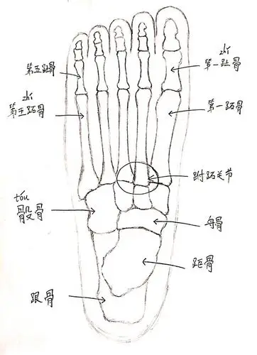 跑步 第20天 足部解剖之骨骼