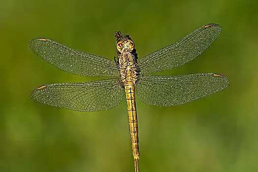 黄蜻蜓图片_黄蜻蜓图片大全_黄蜻蜓背景图片