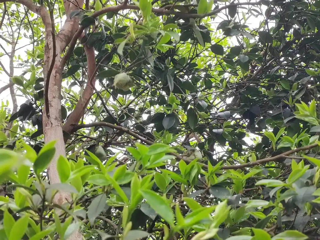 这是白毛桃吗? 1月前·江西 0 分享 回复 狸狸 作者 .