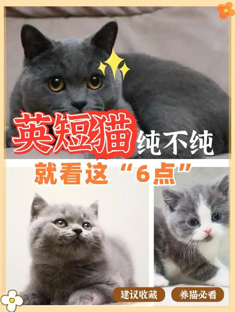 选择一只纯种的蓝猫看这6点就可以了#萌宠 #宠物知识 #被迫 - 抖音
