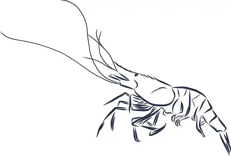 画活虾手绘线图片